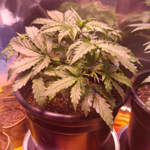 Limp Wick growlog timeline photo