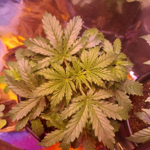 Limp Wick growlog timeline photo