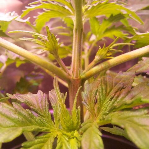 Limp Wick growlog timeline photo
