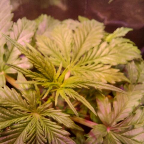 Limp Wick growlog timeline photo