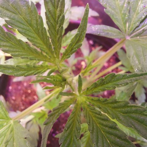 Green Goddess growlog timeline photo