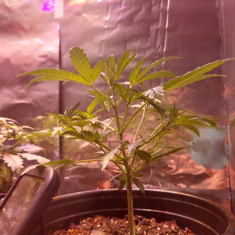 Green Goddess growlog timeline photo