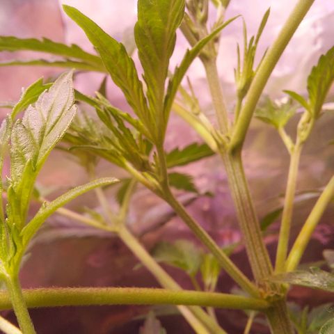 Green Goddess growlog timeline photo