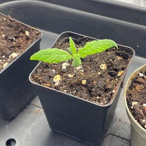 Runtz growlog timeline photo