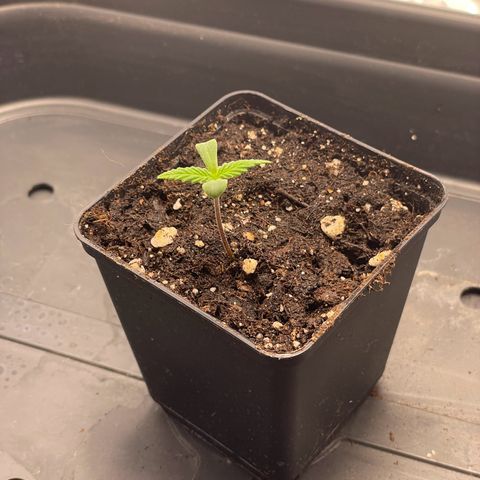 Runtz growlog timeline photo