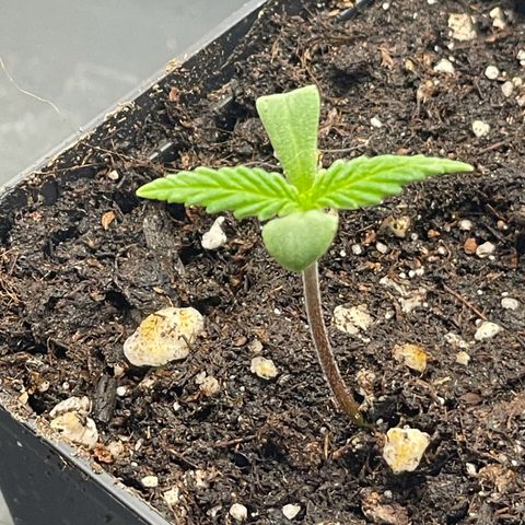 Runtz growlog timeline photo