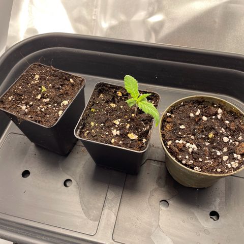 Runtz growlog timeline photo