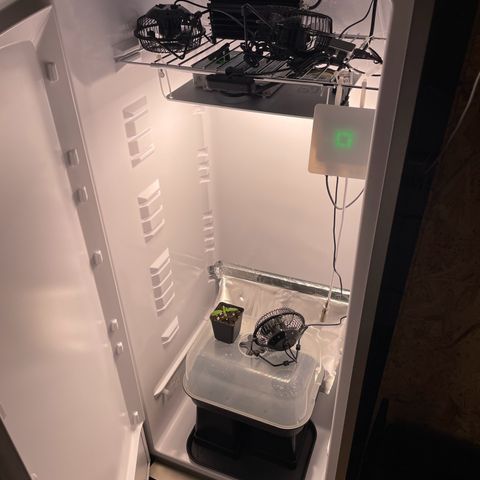 Runtz growlog timeline photo