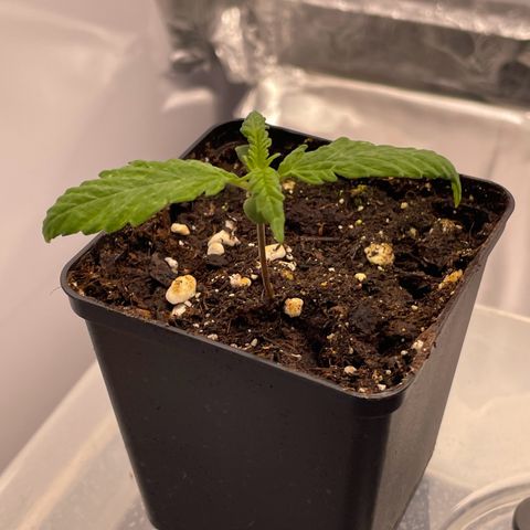 Runtz growlog timeline photo