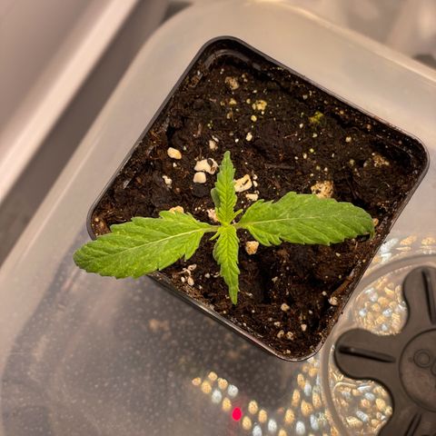 Runtz growlog timeline photo