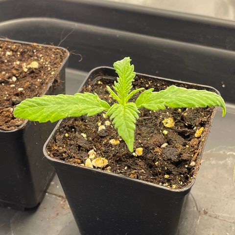 Runtz growlog timeline photo