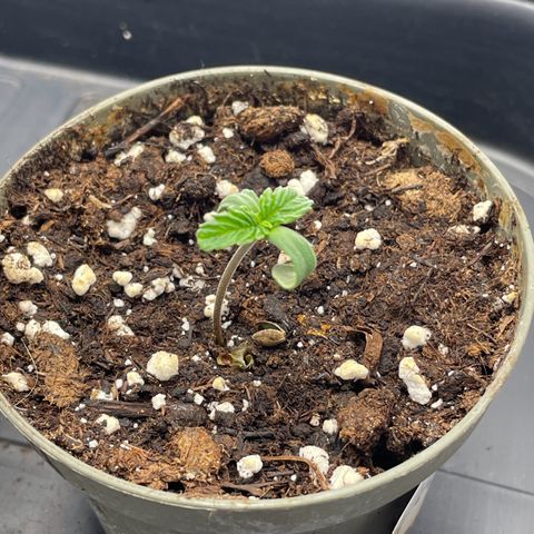 Lava Cake growlog timeline photo