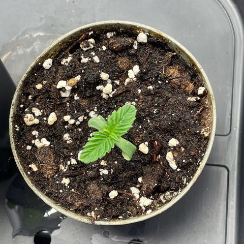 Lava Cake growlog timeline photo