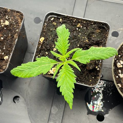 Runtz growlog timeline photo