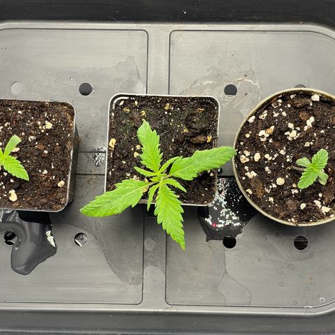 Runtz growlog timeline photo