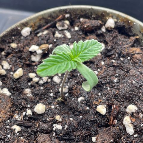 Lava Cake growlog timeline photo