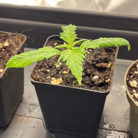 Runtz growlog timeline photo