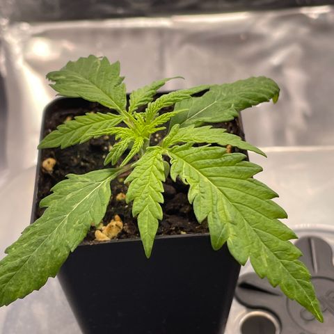 Runtz growlog timeline photo