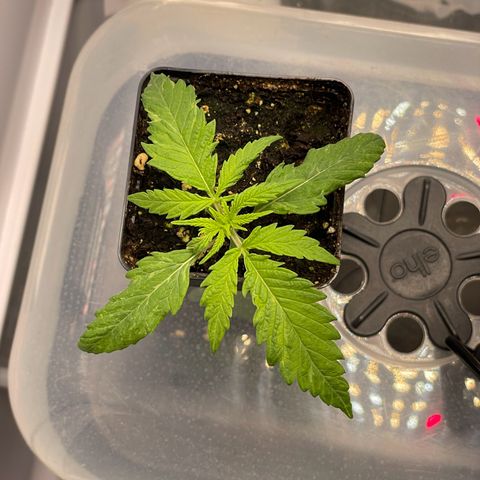 Runtz growlog timeline photo