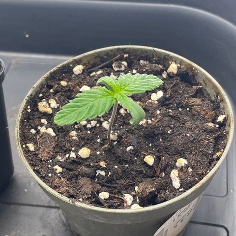 Lava Cake growlog timeline photo