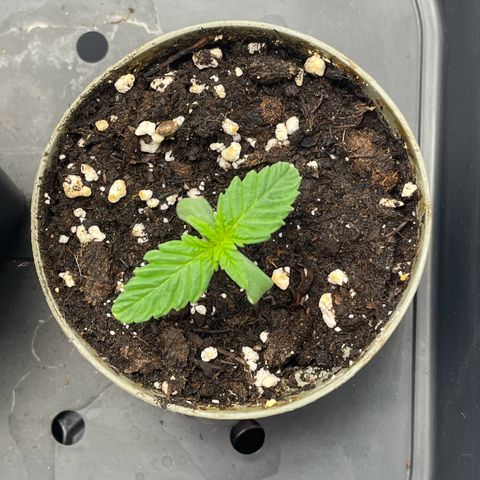 Lava Cake growlog timeline photo