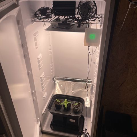 Runtz growlog timeline photo