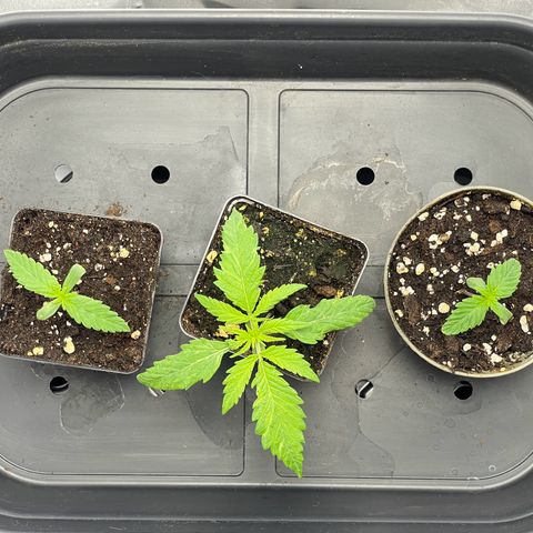 Runtz growlog timeline photo