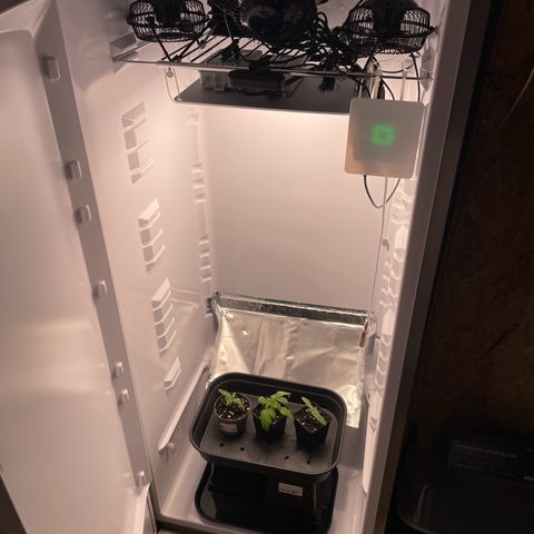 Runtz growlog timeline photo