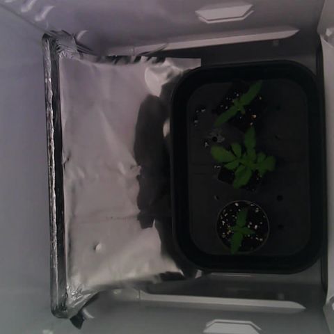Runtz growlog timeline photo