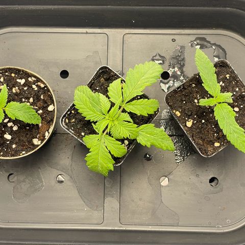 Runtz growlog timeline photo