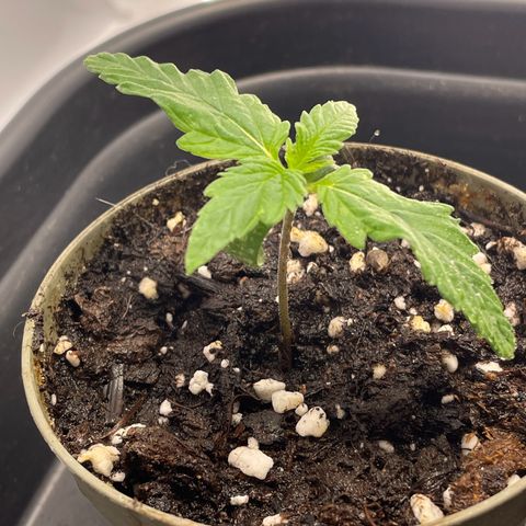 Lava Cake growlog timeline photo