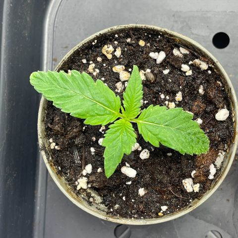Lava Cake growlog timeline photo