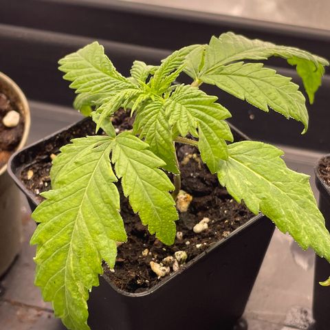 Runtz growlog timeline photo