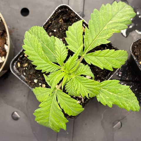 Runtz growlog timeline photo