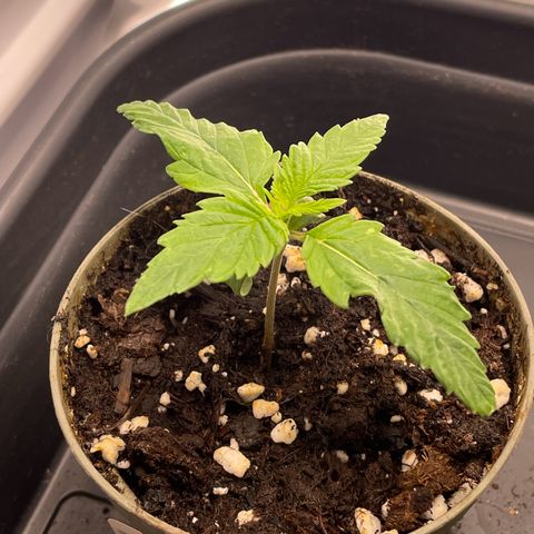 Lava Cake growlog timeline photo