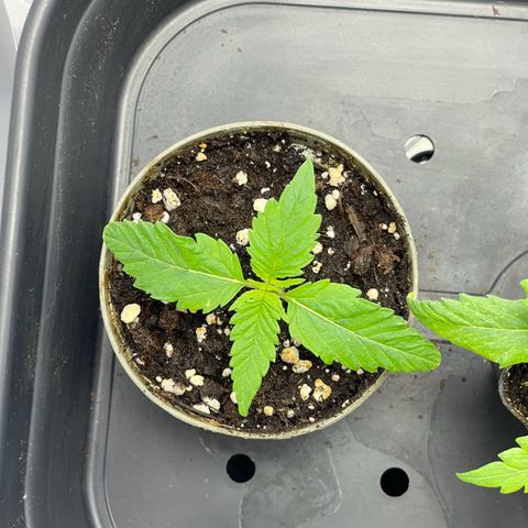 Lava Cake growlog timeline photo