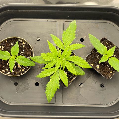 Runtz growlog timeline photo