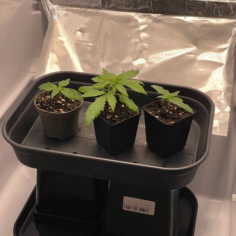 Runtz growlog timeline photo