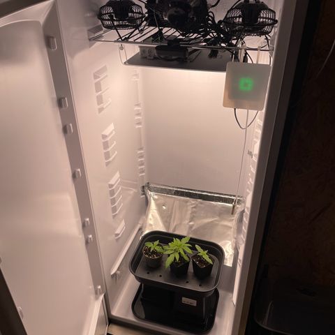 Runtz growlog timeline photo