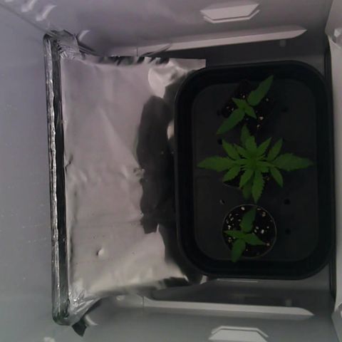 Runtz growlog timeline photo