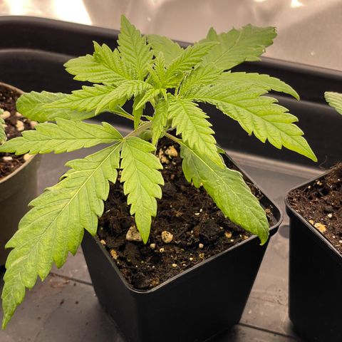 Runtz growlog timeline photo