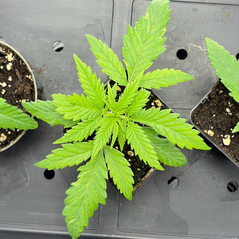 Runtz growlog timeline photo