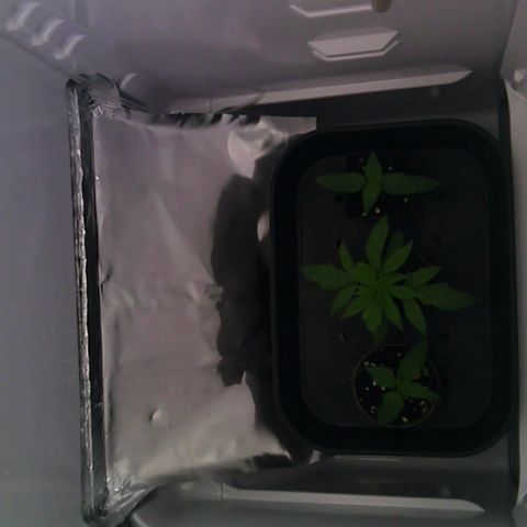 Runtz growlog timeline photo