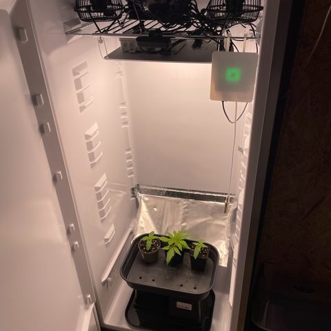 Runtz growlog timeline photo