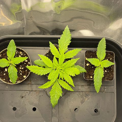 Runtz growlog timeline photo