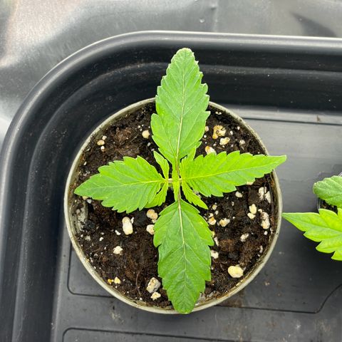 Lava Cake growlog timeline photo