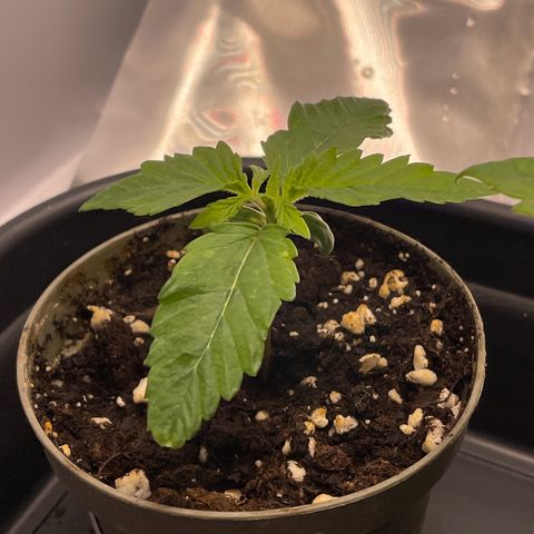 Lava Cake growlog timeline photo