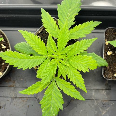 Runtz growlog timeline photo