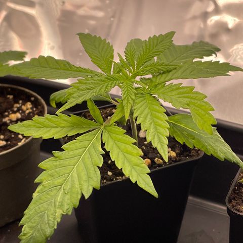 Runtz growlog timeline photo