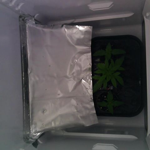 Runtz growlog timeline photo